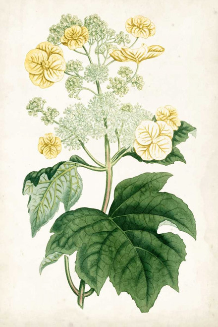 Floral Lace II Poster Print - Curtis