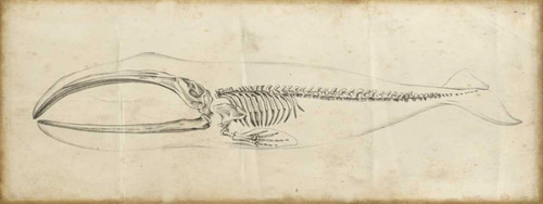 Whale Study I Poster Print - Ethan Harper