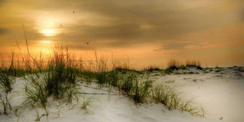 Seagulls at Sunrise Poster Print - Danny Head
