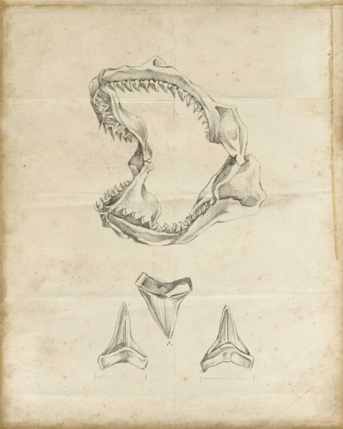 Shark Study II Poster Print - Ethan Harper