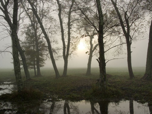 Reflections of Nature Poster Print - Danny Head