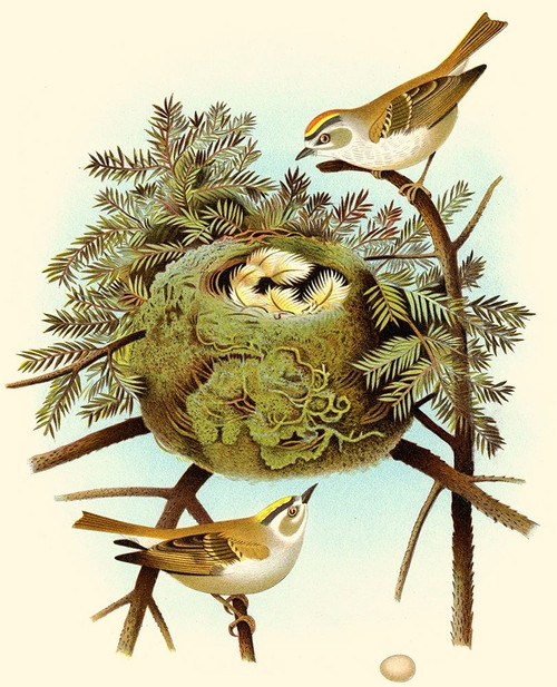 Feathering Nest III Poster Print - Unknown