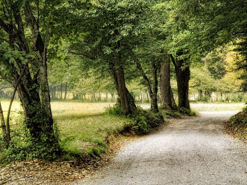 Path in the Country Poster Print - Danny Head