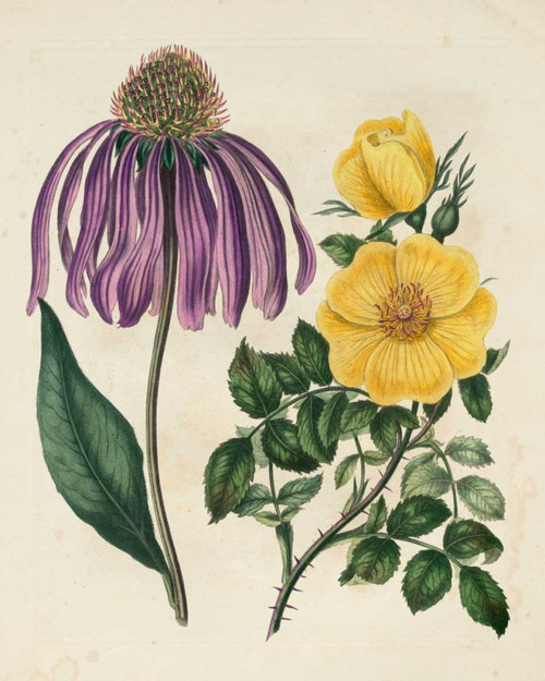 Garden Pairings VII Poster Print - Sydenham Edwards