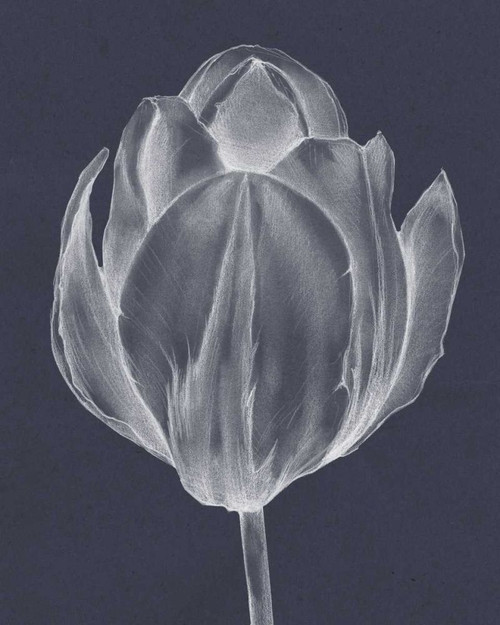 Monochrome Tulip I Poster Print - Jennifer Goldberger