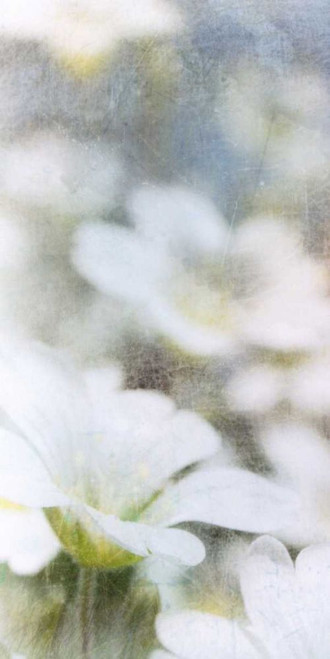 Looking Glass I Poster Print - Ingrid Blixt