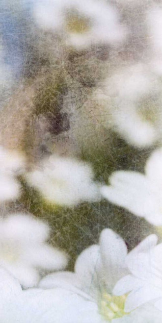 Looking Glass II Poster Print - Ingrid Blixt