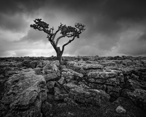 Pavement and Tree II Poster Print - Martin Henson