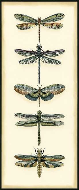 Small Dragonfly Collector II Poster Print - Chariklia Zarris ()