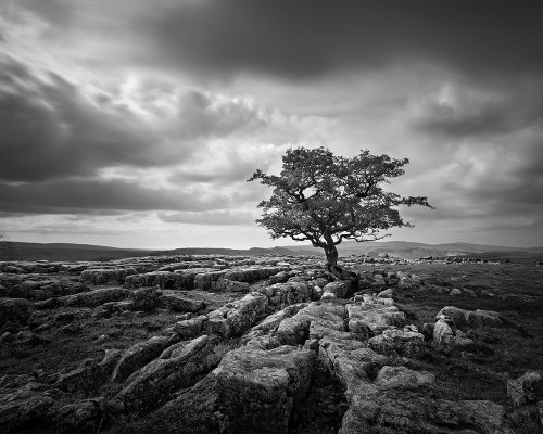 Pavement and Tree I Poster Print - Martin Henson