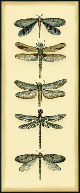 Small Dragonfly Collector I Poster Print - Chariklia Zarris ()