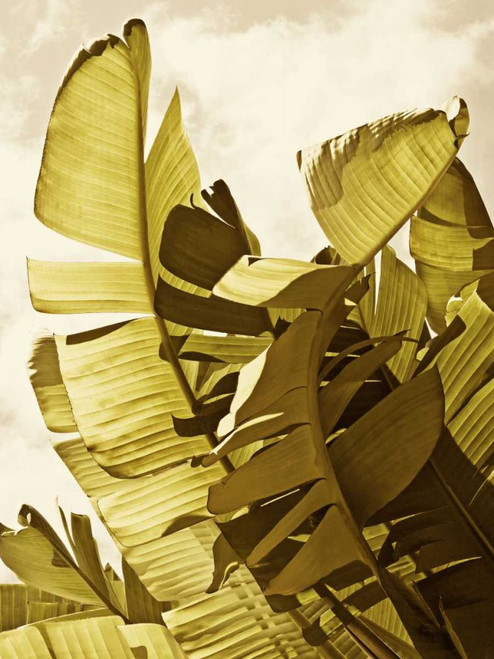 Palm Fronds II Poster Print - Rachel Perry