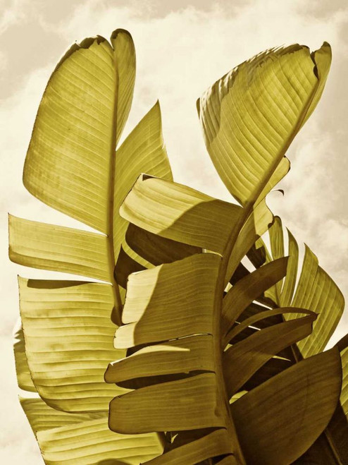 Palm Fronds III Poster Print - Rachel Perry