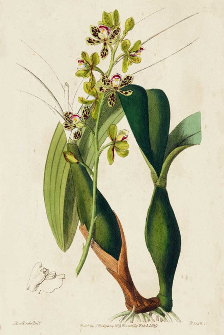 Spring Orchid III Poster Print - Ridgeway