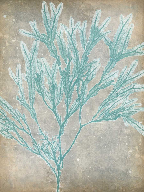 Spa Seaweed I Poster Print - Jennifer Goldberger