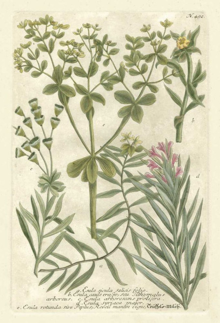 Weinmanns Garden III Poster Print - Johann Weinmann