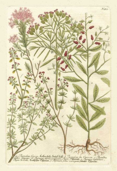 Weinmanns Garden I Poster Print - Johann Weinmann