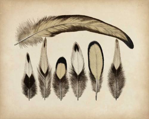Vintage Feathers VII Poster Print - Unknown