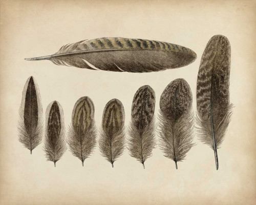 Vintage Feathers VIII Poster Print - Unknown