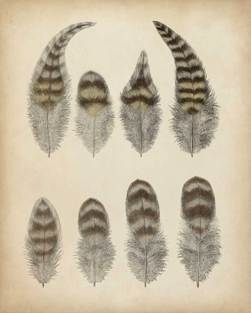 Vintage Feathers I Poster Print - Unknown