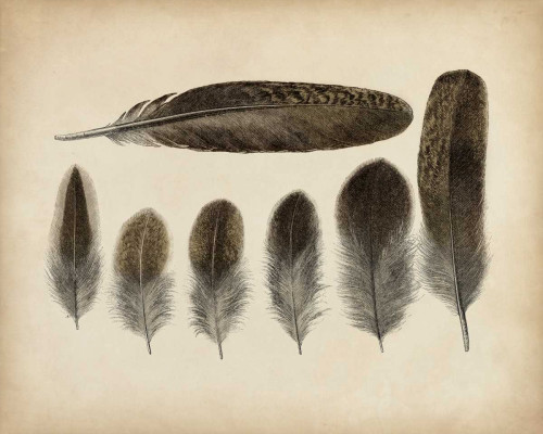 Vintage Feathers VI Poster Print - Unknown