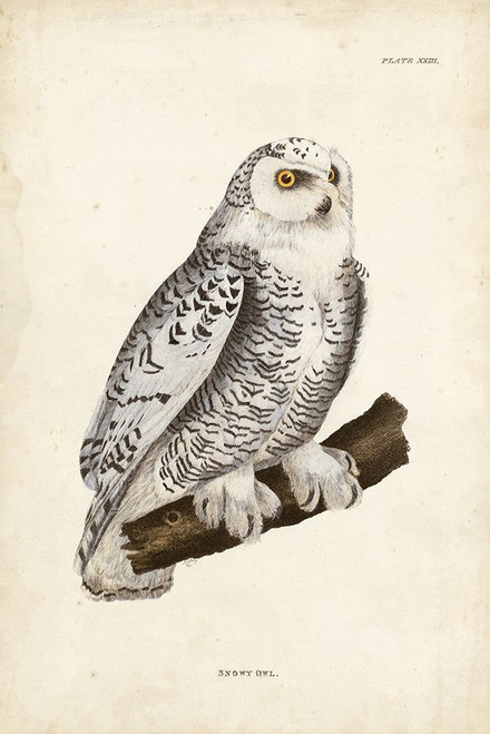 Snowy Owl Poster Print - John Selby