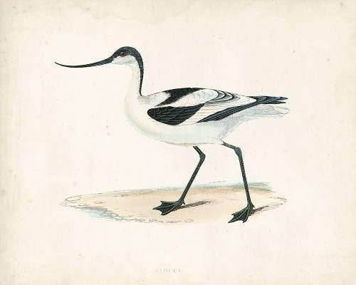 Morris Sandpiper IV Poster Print - Morris