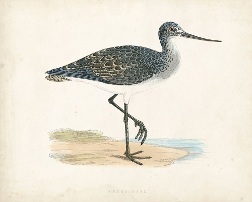 Morris Sandpiper III Poster Print - Morris