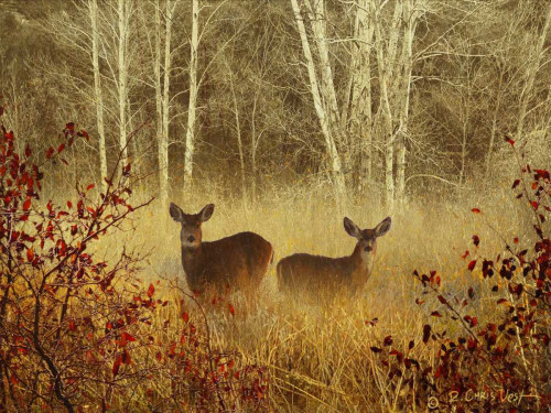 Foggy Deer Poster Print - Chris Vest