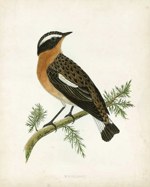 Morris Whinchat Poster Print - Morris