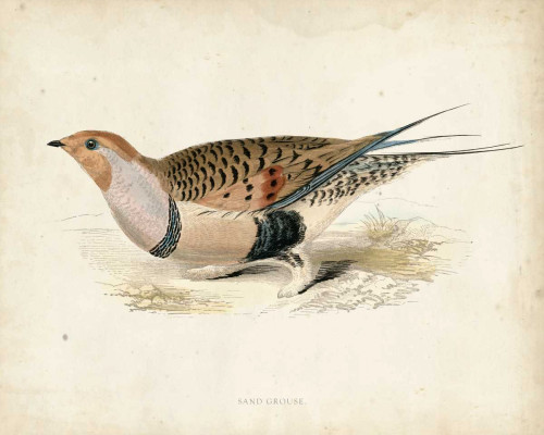 Morris Pheasants V Poster Print - Morris