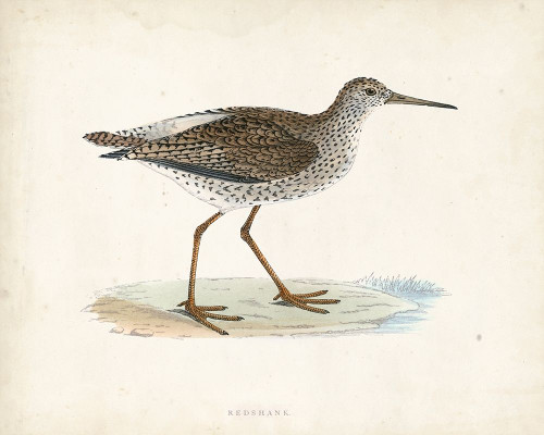 Morris Sandpiper V Poster Print - Morris
