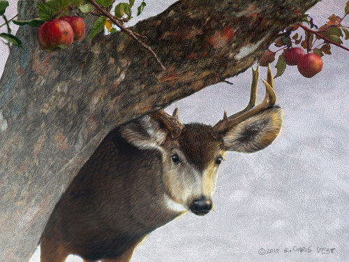 Apple Deer Poster Print - Chris Vest