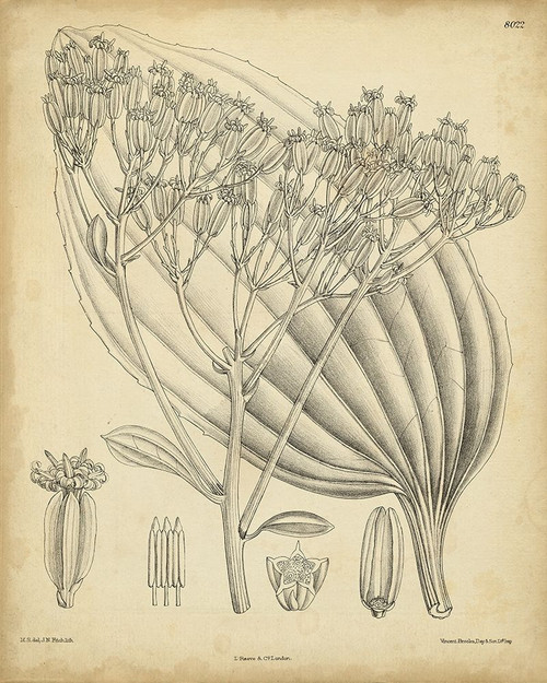 Vintage Curtis Botanical VI Poster Print - Curtis