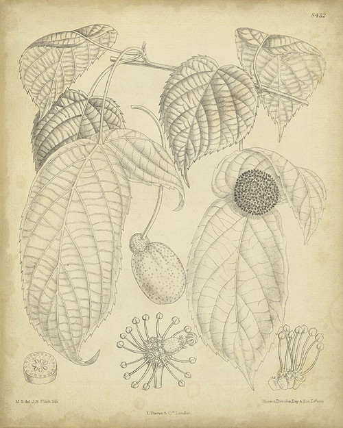 Vintage Curtis Botanical III Poster Print - Curtis