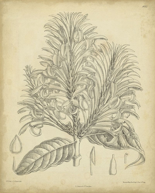 Vintage Curtis Botanical V Poster Print - Curtis