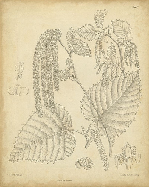 Vintage Curtis Botanical II Poster Print - Curtis