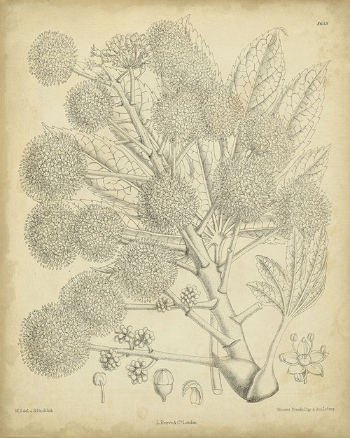 Vintage Curtis Botanical IV Poster Print - Curtis