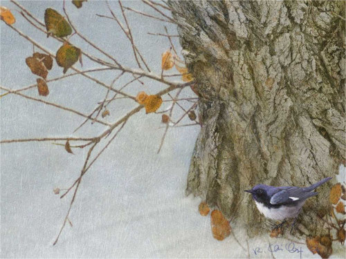 Late Snow Warbler Poster Print - Chris Vest