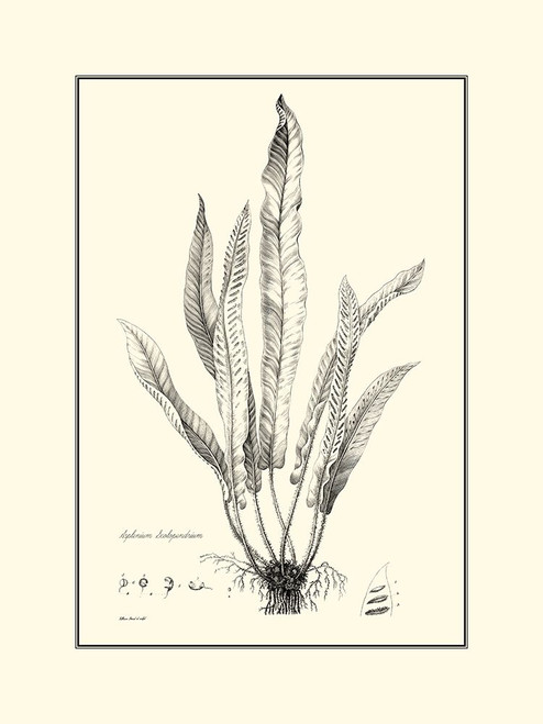 BW Fern IV Poster Print - Curtis