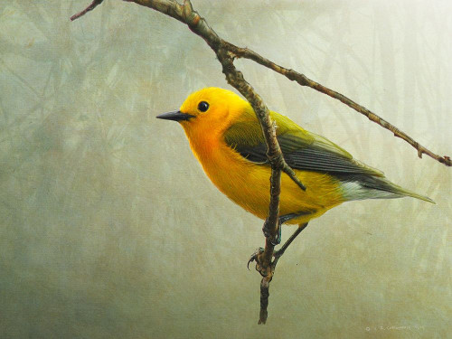 Prothonotary Warbler Poster Print - Chris Vest