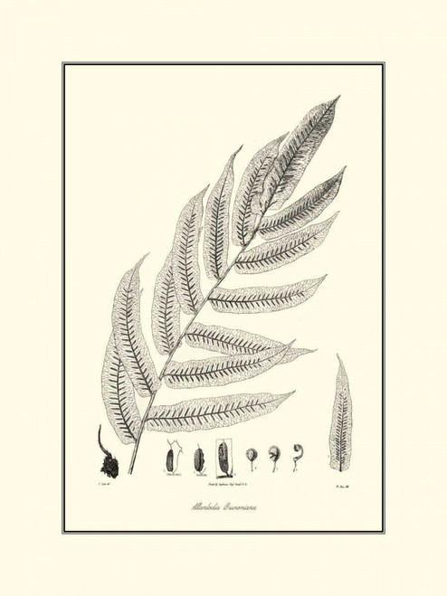 BandW Fern III Poster Print - Curtis