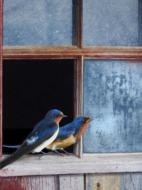 Barn Swallows Window Poster Print - Chris Vest