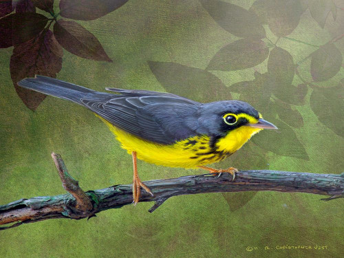 Canada Warbler Poster Print - Chris Vest