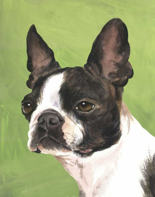 Dog Portrait-Boston Poster Print - Jill Sands