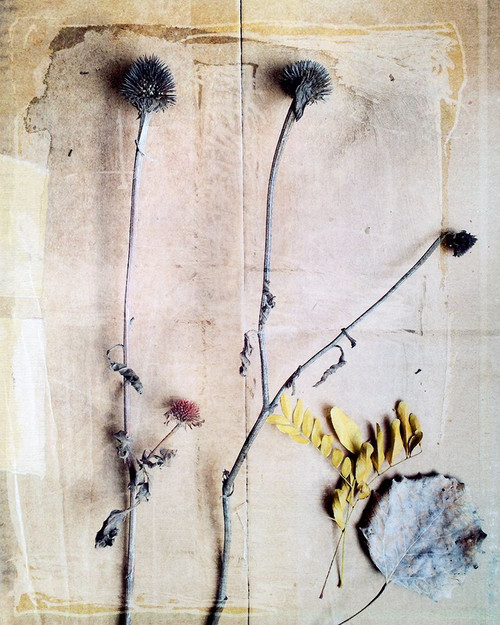 Herbarium VII Poster Print - Ingrid Blixt