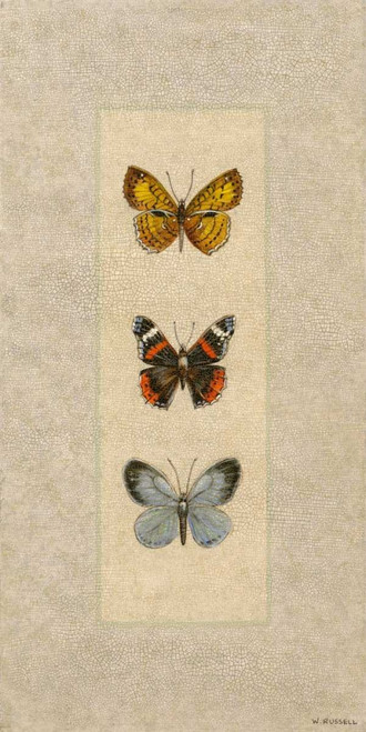 Butterfly Trio II Poster Print - Wendy Russell