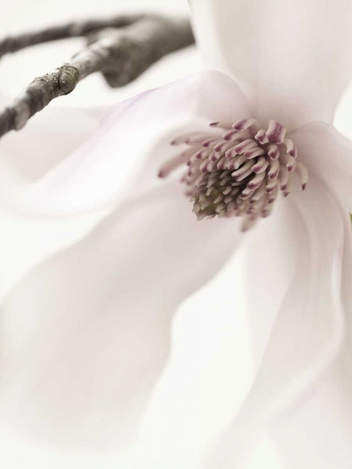 Magnolia Blush I Poster Print - Christine Zalewski