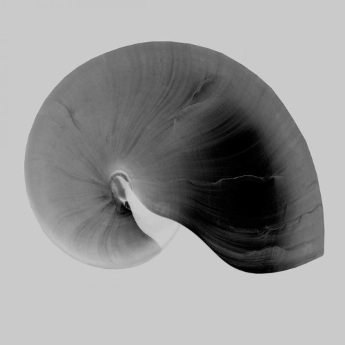 Nautilus Twin II Poster Print - Noah Bay