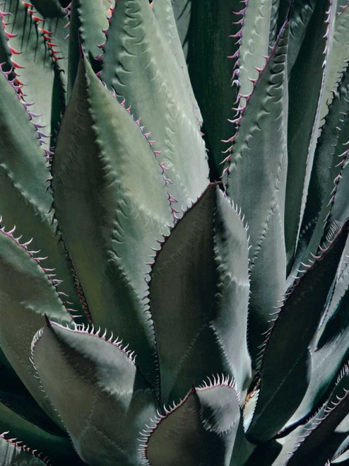 Agave II Poster Print - Rachel Perry